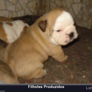 filhote-343_32dc3de846fb4b5985e2c0ade9458b9d.jpg