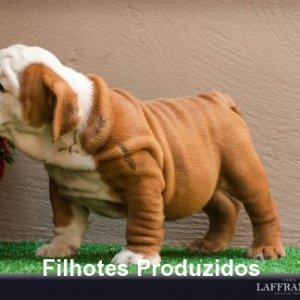 filhote-344_249bbe51d53991ccd1cf778a9b689969.jpg
