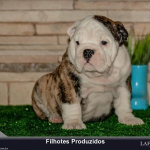 filhote-345_9ec3d389588eec28750e21f94fa8ea1e.jpg