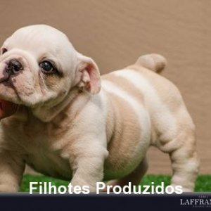filhote-346_5309ae2b98fa1a733125b8684aab0a3a.jpg