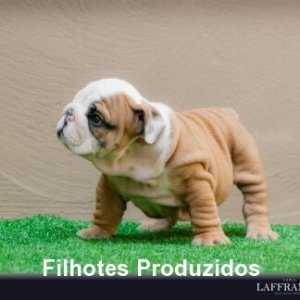 filhote-347_ea9131ec4130feefd5991607e839c586.jpg