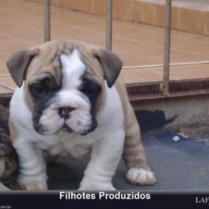 filhote-348_9ef59447102d0c0c5dc4a7b6ba80e126.jpg
