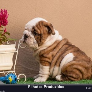 filhote-356_6732677d90a402e47bb8746f5b250837.jpg