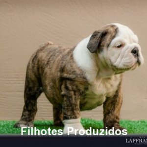 filhote-358_0a196c10f97155d222d629f8acd45cac.jpg