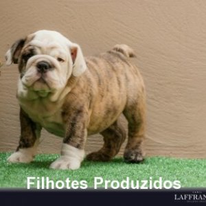 filhote_b6d8874e76ecc0a45b56caeb8f7d8f49.jpg
