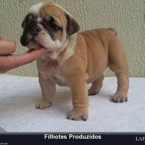 filhote-2_ad6a81f2b7944c8db039d294caa76ca3.jpg