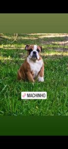 Macho