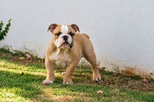 Macho