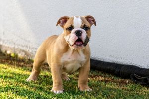 Macho