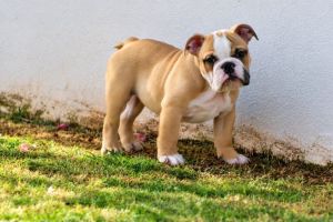 Macho