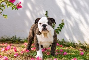 Macho