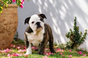 Macho