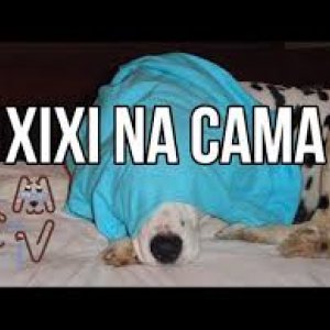 meu-caozinho-faz-xixi-na-cama_329ce3605401588e11eed6ad566a25a5.jpg