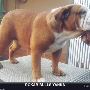 rokab-bulls-yanka_8bbd0f954f55f2f102bd08c8b9bb69d6.jpg