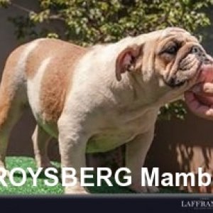 Roysberg Mamba